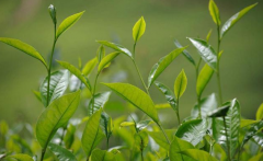 如何檢測(cè)茶葉中的農(nóng)藥殘留？